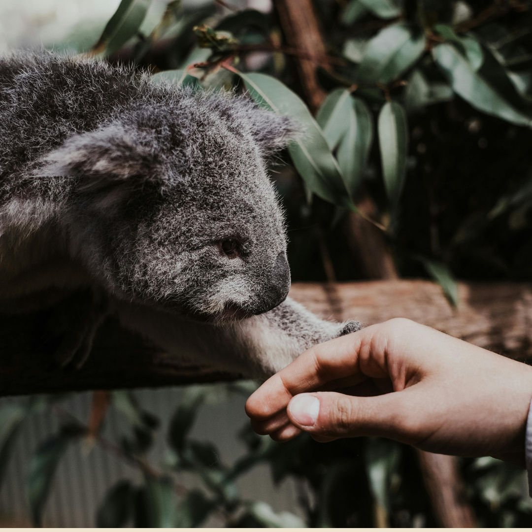 Eucalyptus, Blue Gum Essential Oil