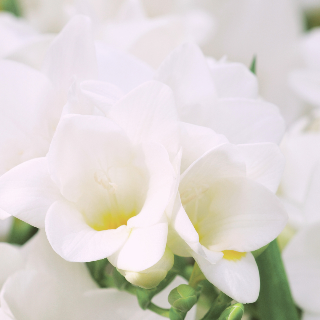 Freesia Accord