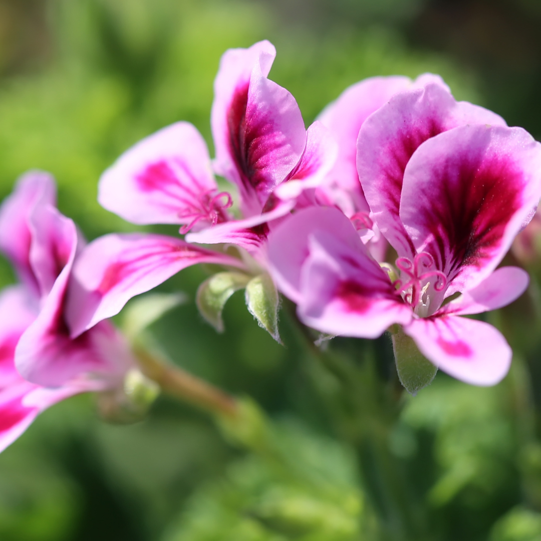Geranium, Rose Cape Essential Oil