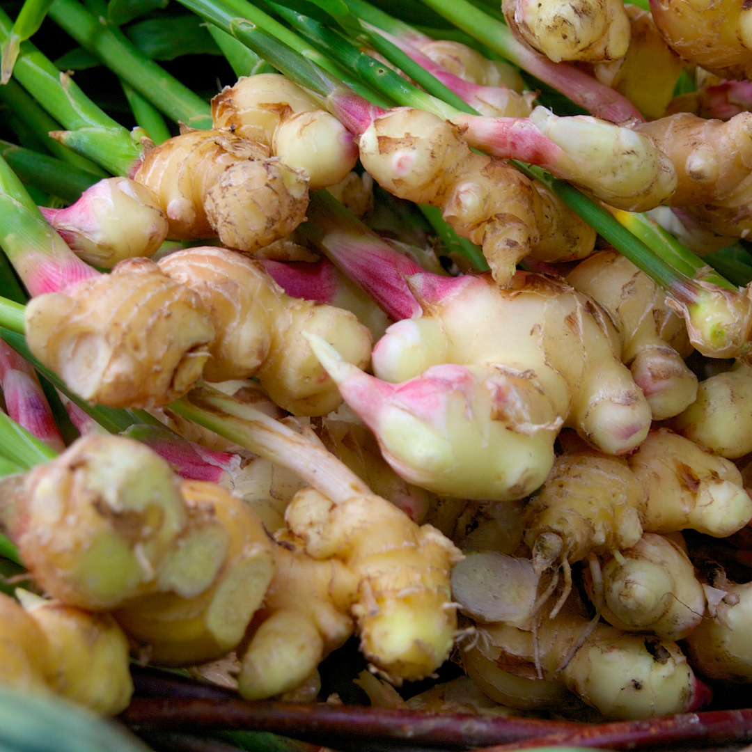 Ginger Root (Dried)