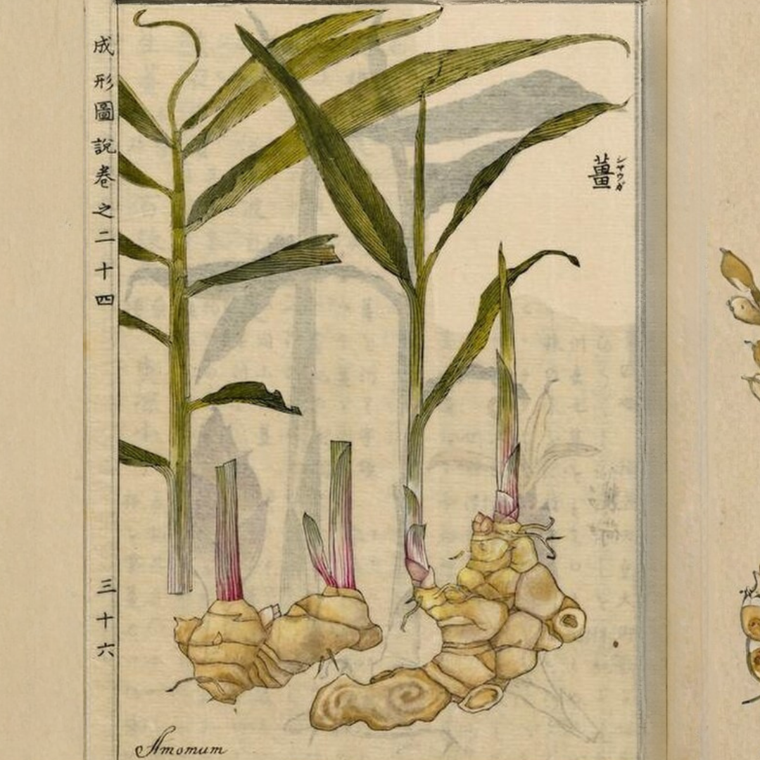 Ginger Essential Oil