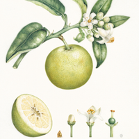 Grapefruit, White Essential Oil