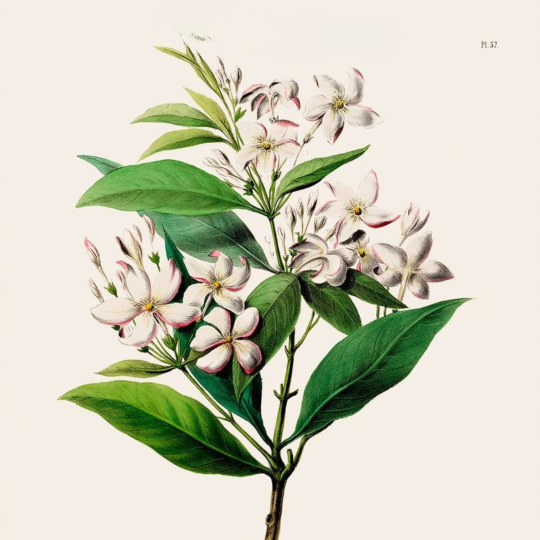 Jasmine Sambac Absolute