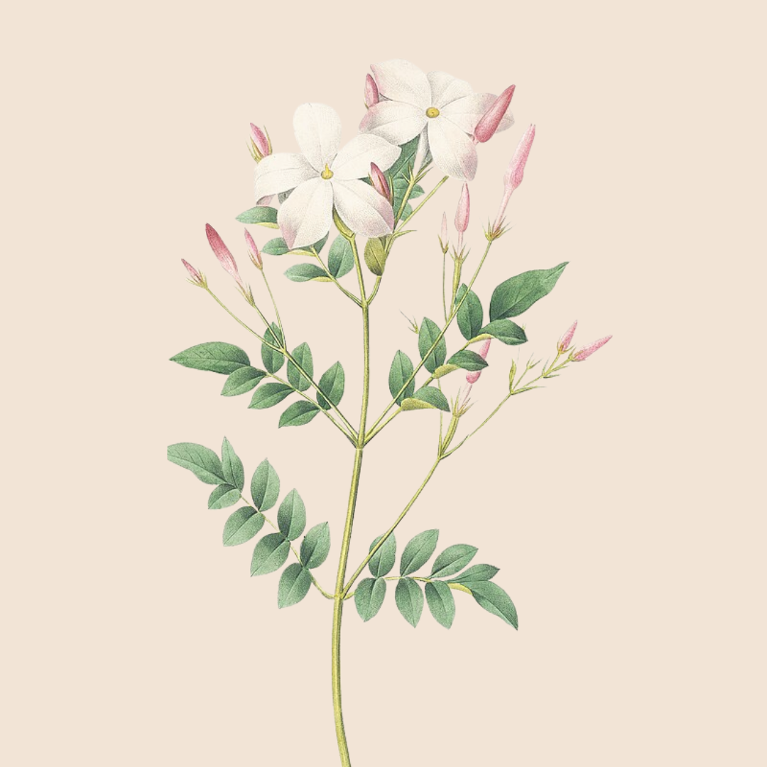 Jasmine Grandiflorum Absolute