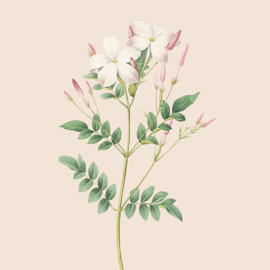Jasmine Grandiflorum Absolute