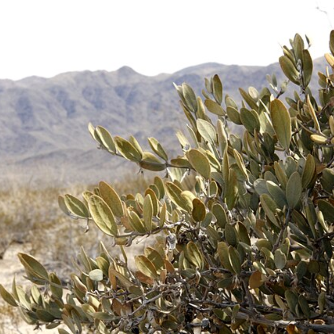 Virgin Jojoba Oil