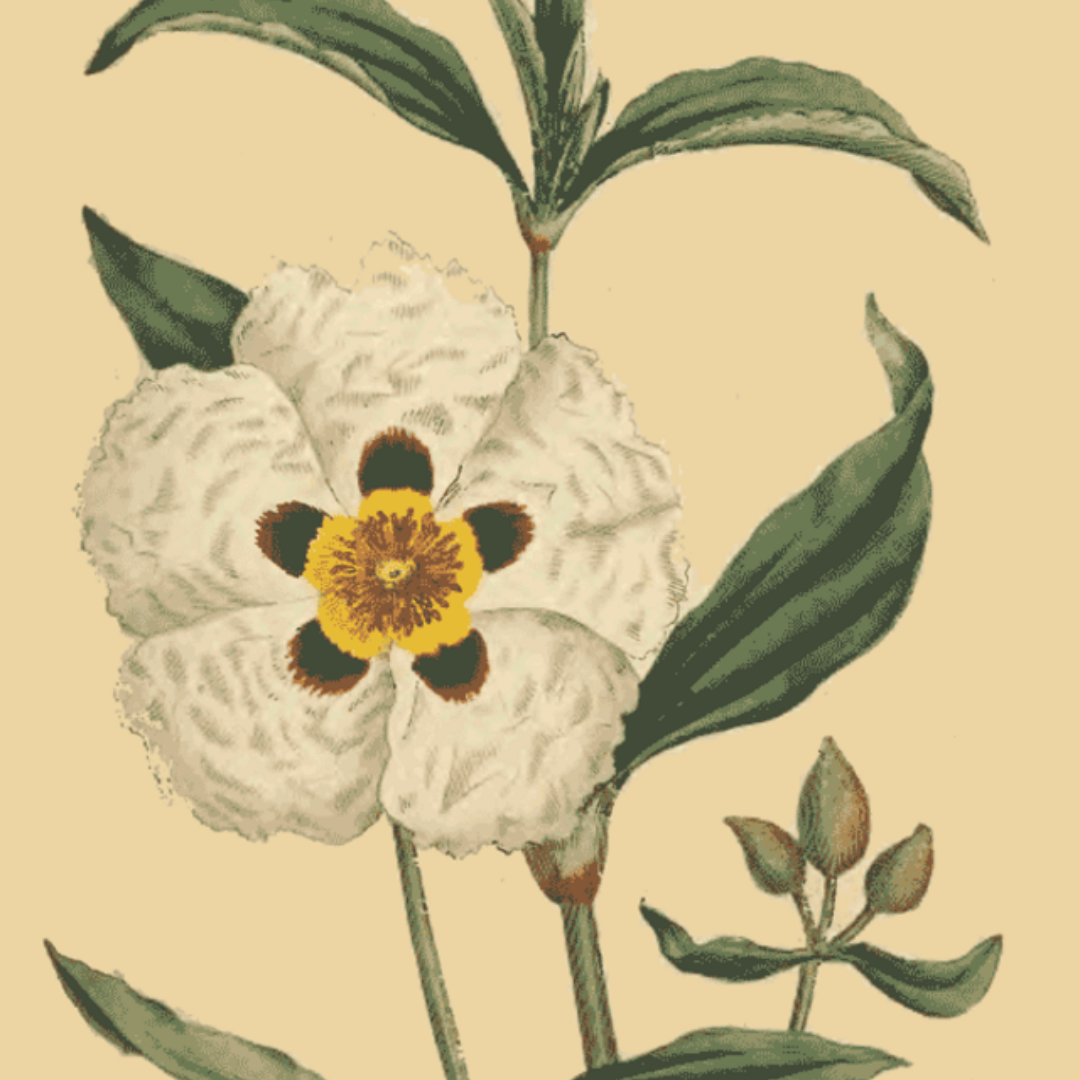 Labdunum Absolute