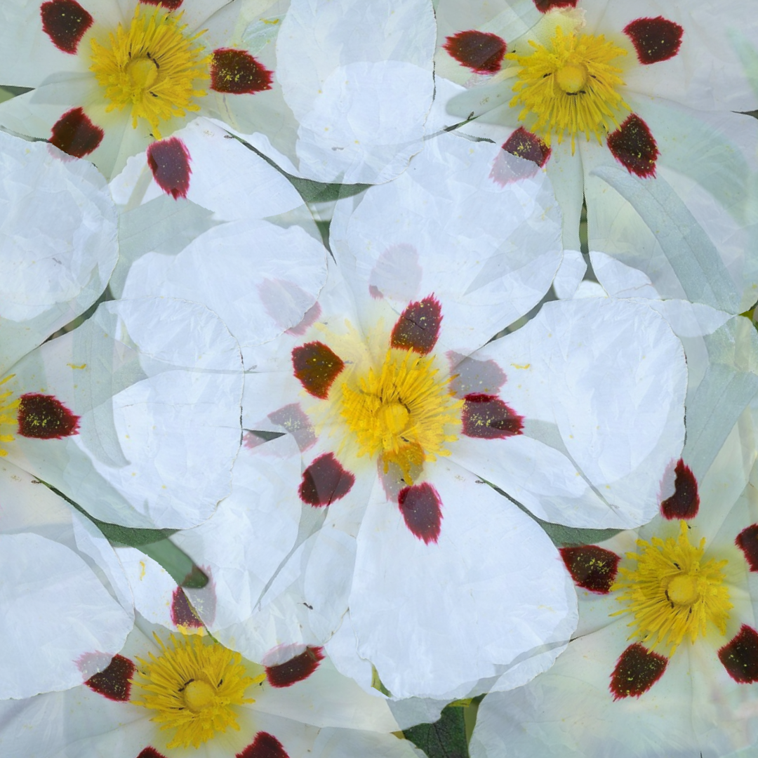 Labdanum Replacer