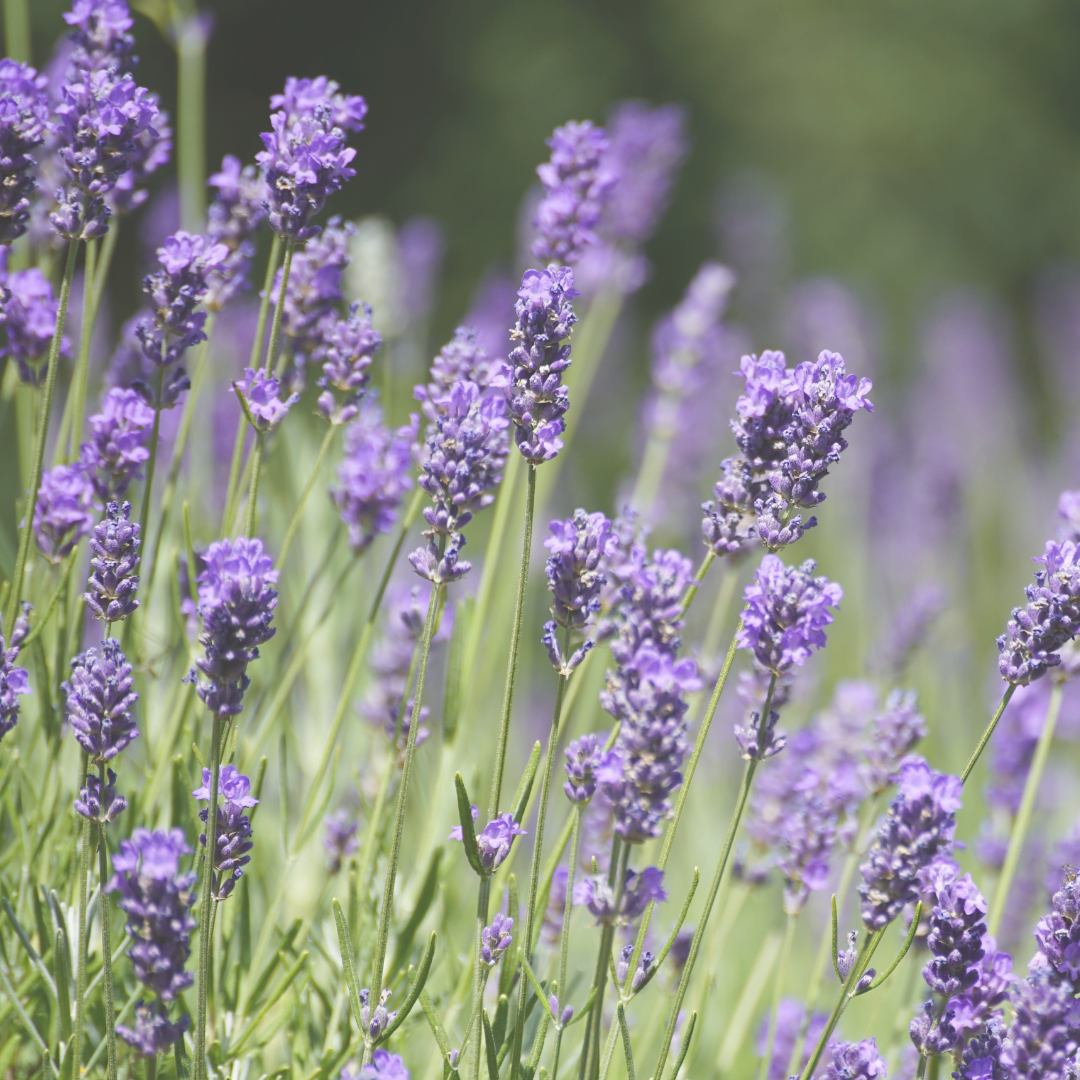 Lavandin Grosso Essential Oil