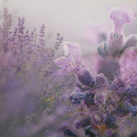Lavender Accord