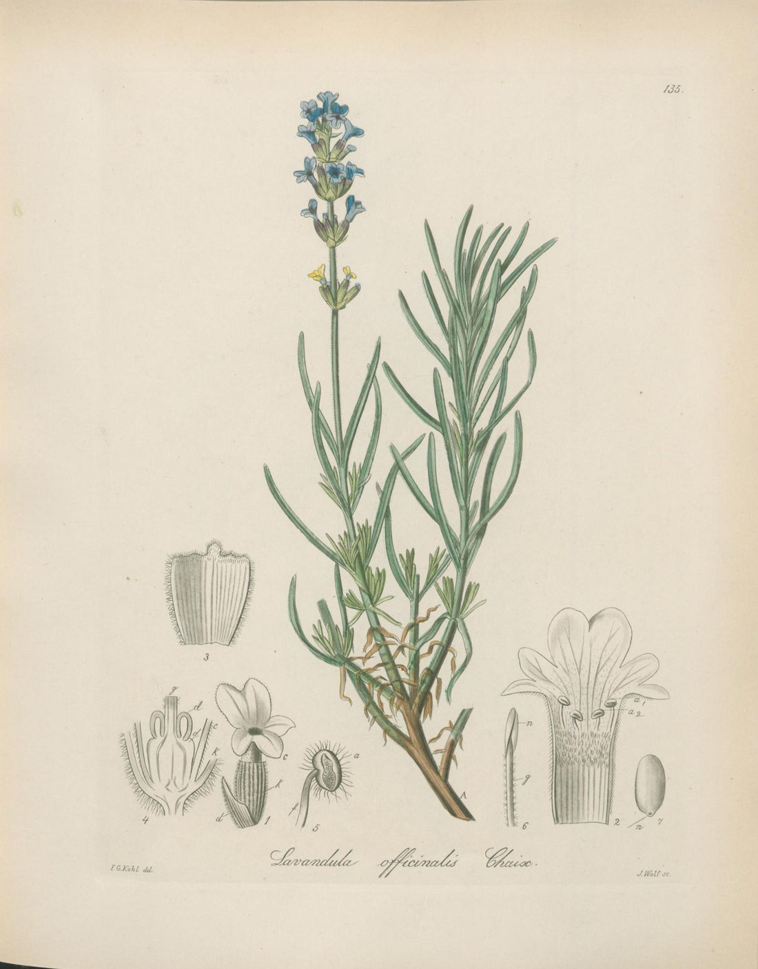 Lavender Angustifolia Essential Oil