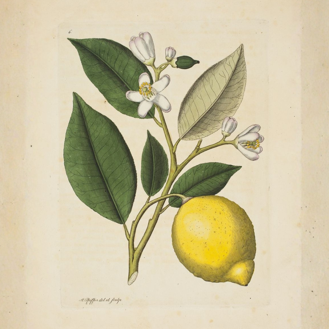 Lemon Essential Oil