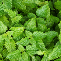 Lemon Balm (Dried)
