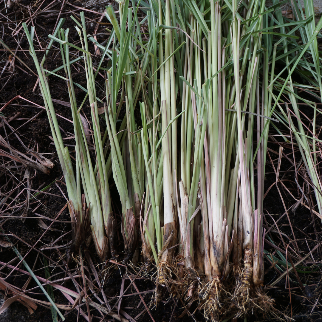 Lemongrass (Cochin) Essential Oil