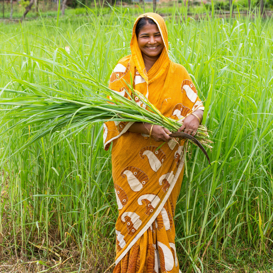 Lemongrass (Cochin) Essential Oil