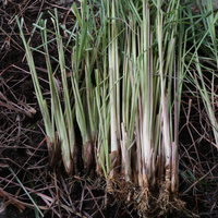 Lemongrass (Cochin) Essential Oil