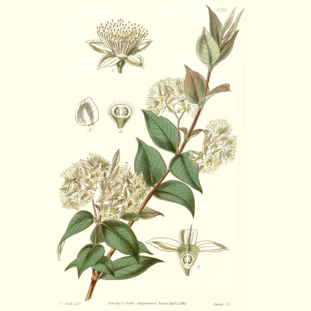 Myrtle, Lemon Essential Oil