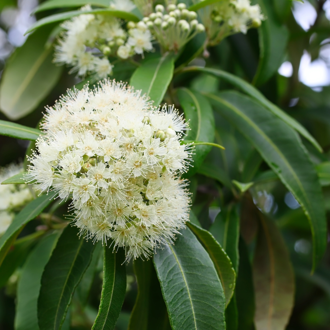 Myrtle, Lemon Essential Oil