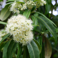 Myrtle, Lemon Essential Oil