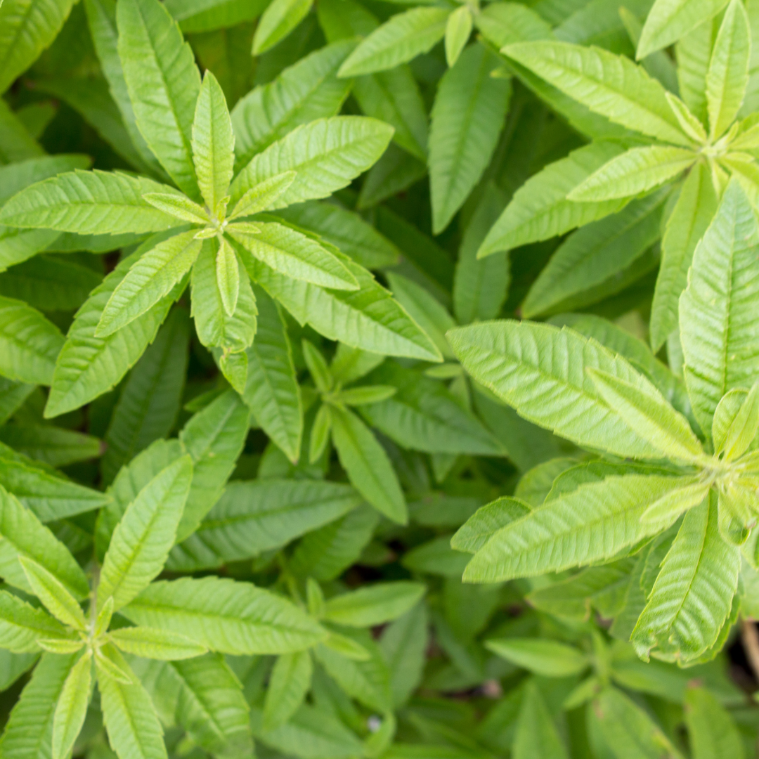Lemon Verbena (Dried)