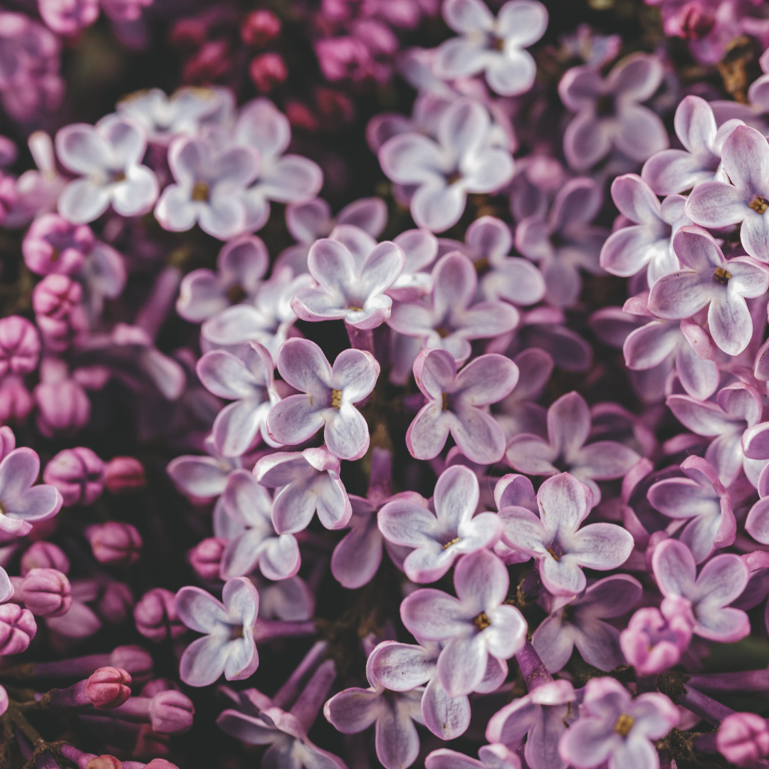 Lilac, Full Bloom Accord