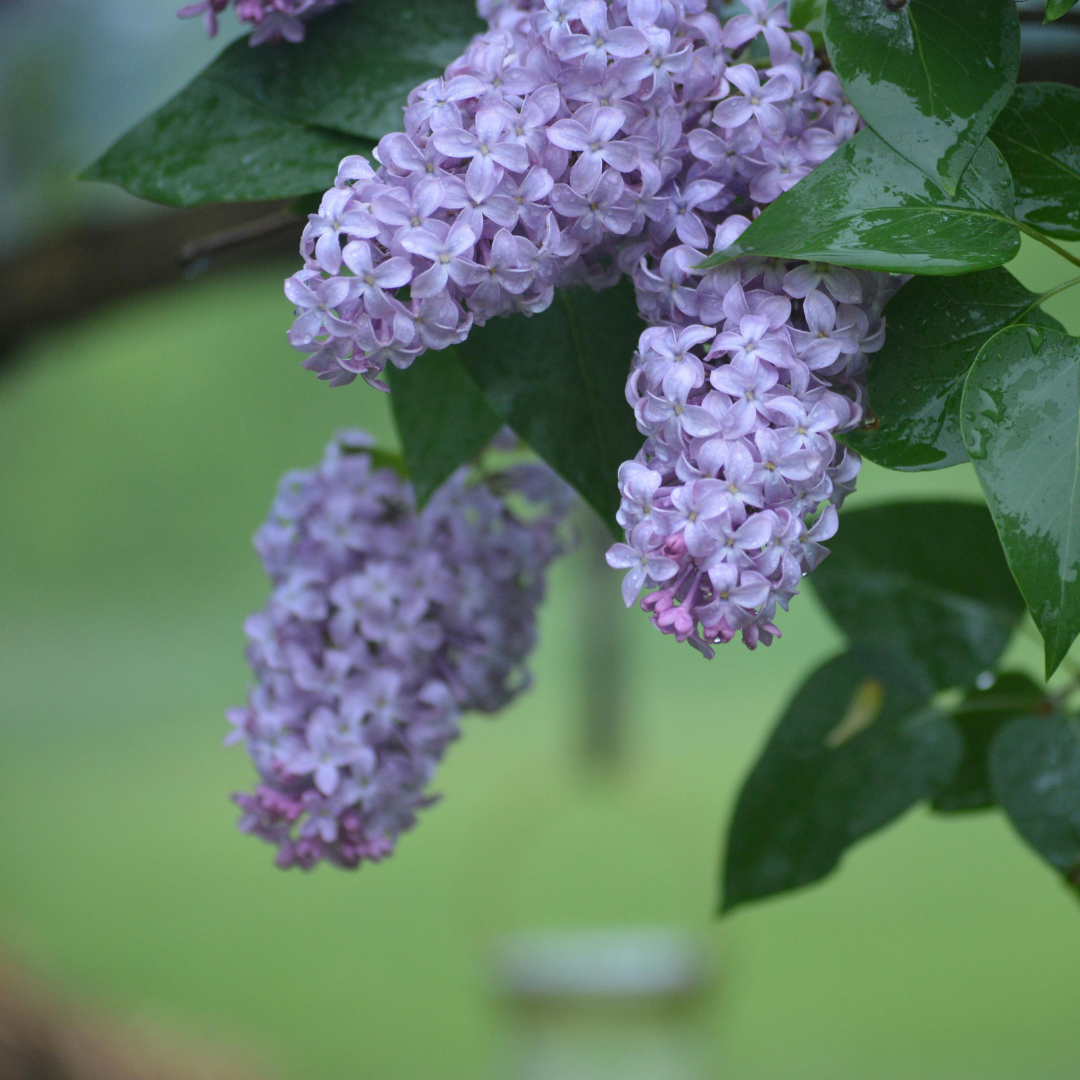 Lilac Blossom Accord