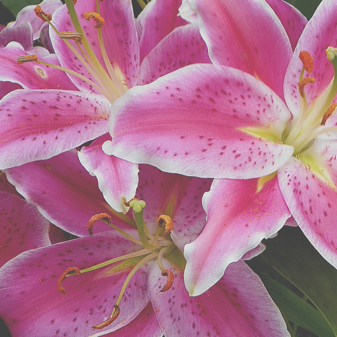 Lily Accord