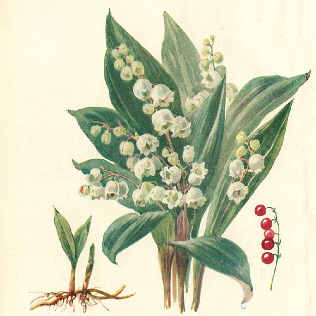 Lily Base (Lyral-Replacement)