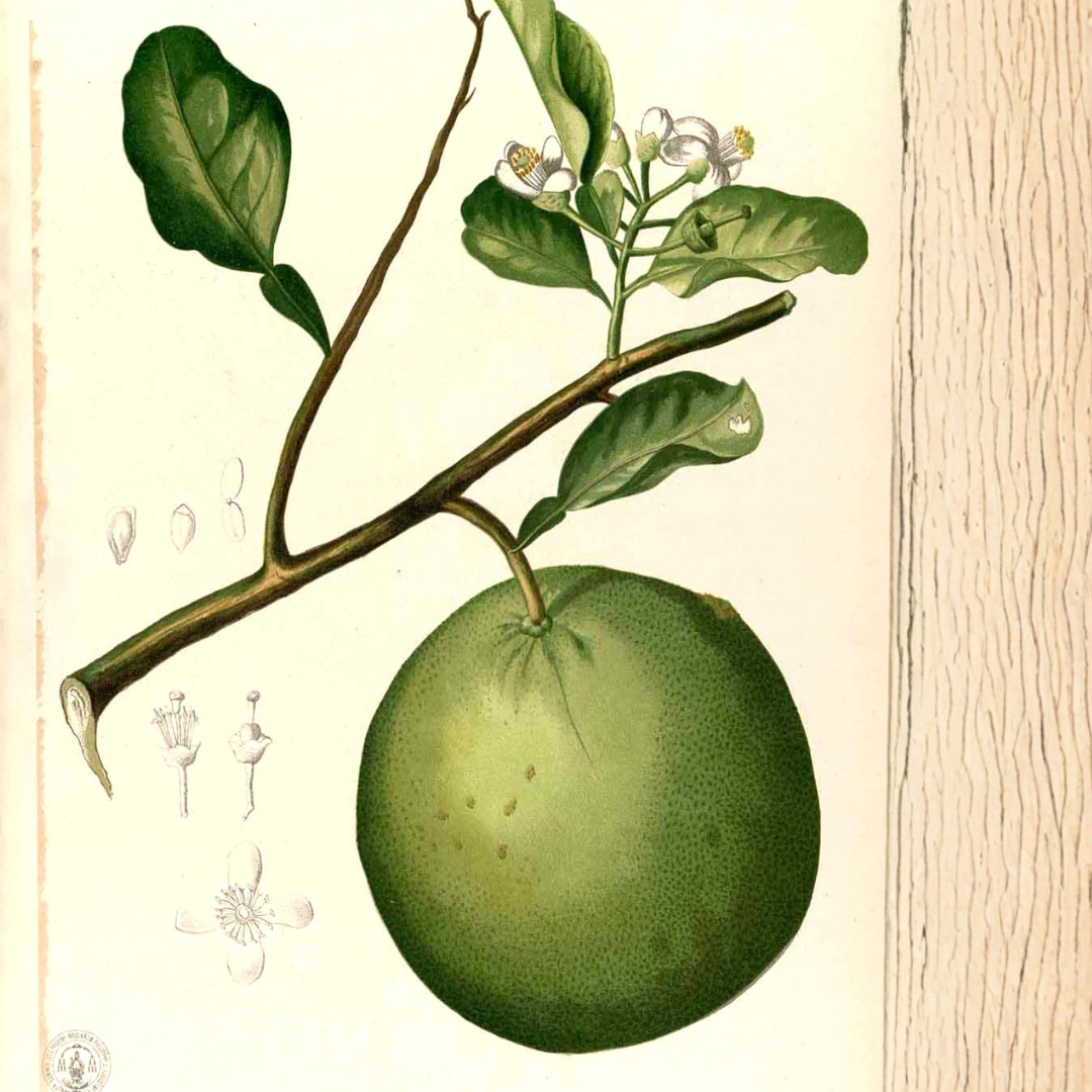 Lime, Sweet Essential Oil