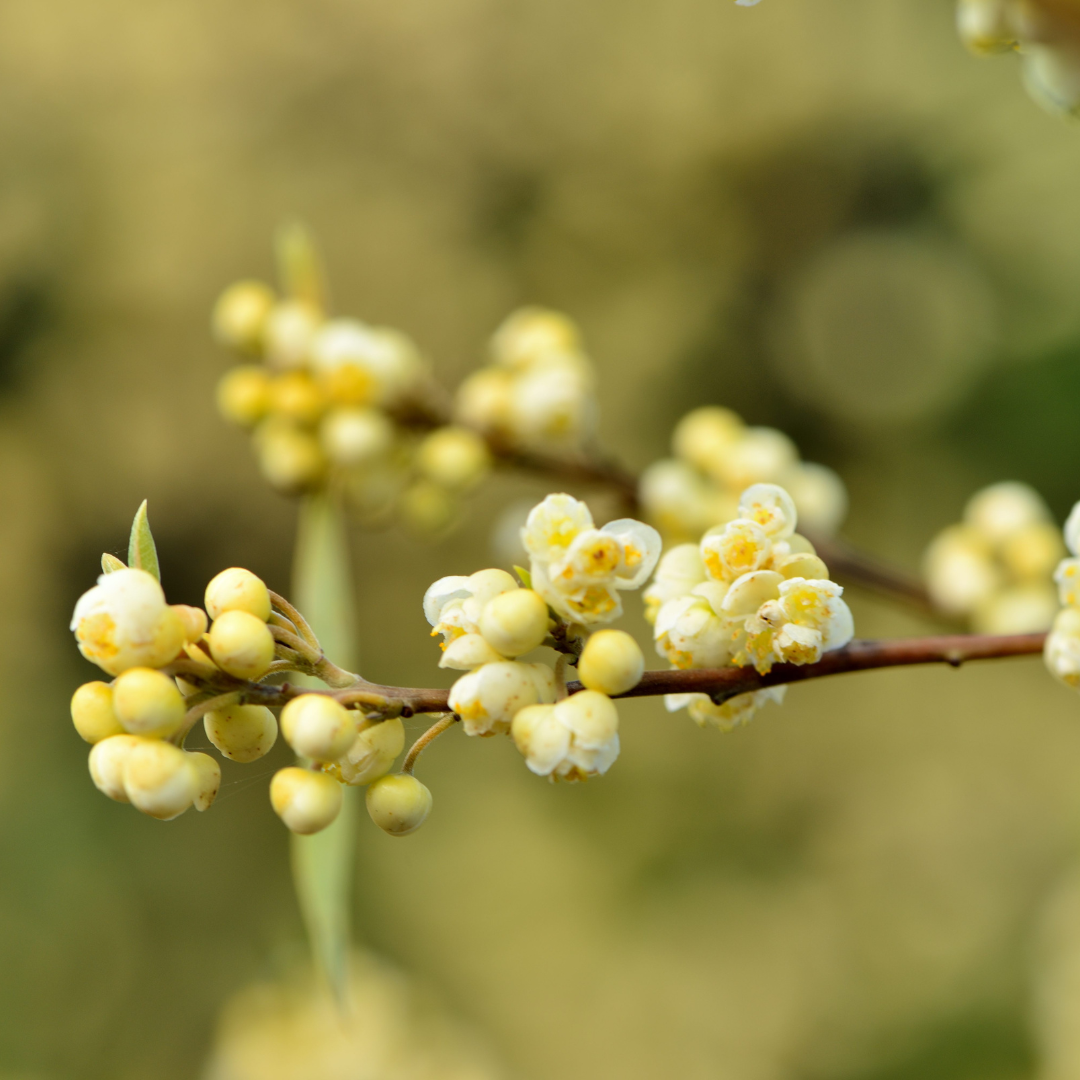 Litsea cubeba branch with clusters of small yellow flowers