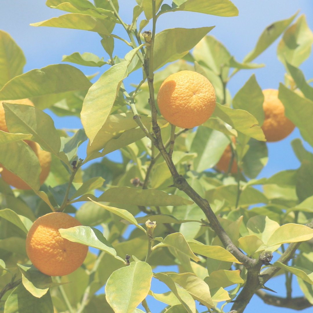 Mandarin Essential Oil