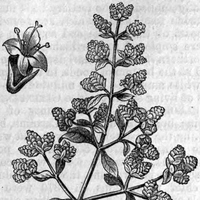 Marjoram Essential Oil