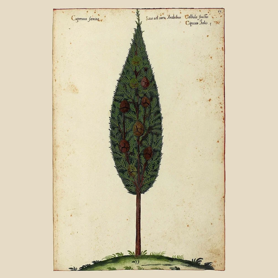 Mediterranean Cypress Essential Oil
