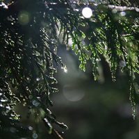 Meniki (Red Hinoki) Essential Oil