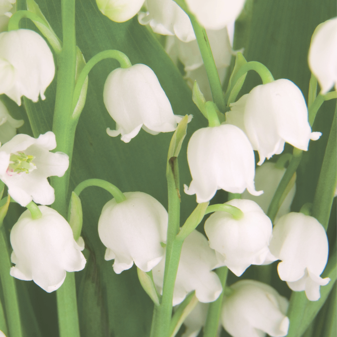 Muguet Accord