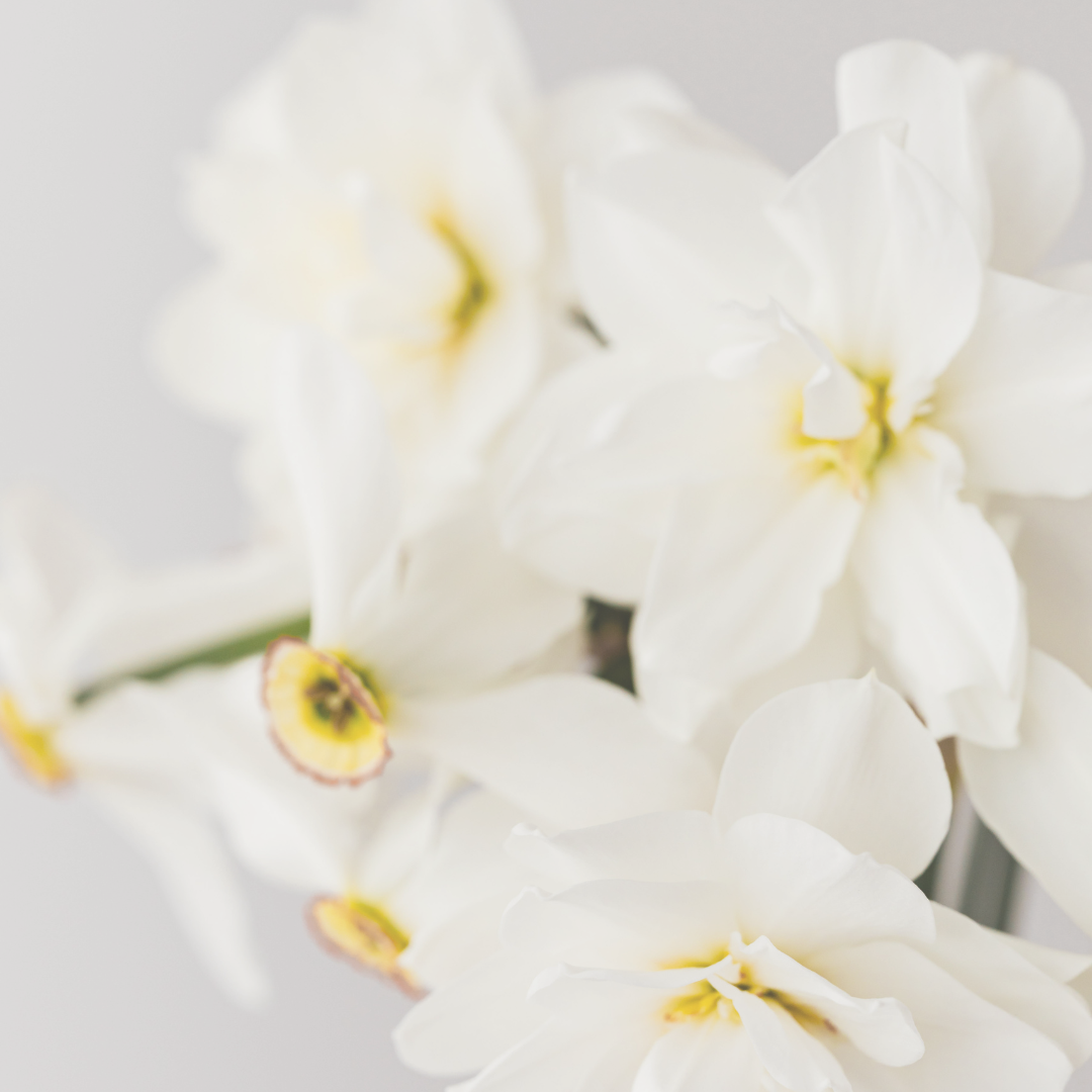 Narcissus Accord