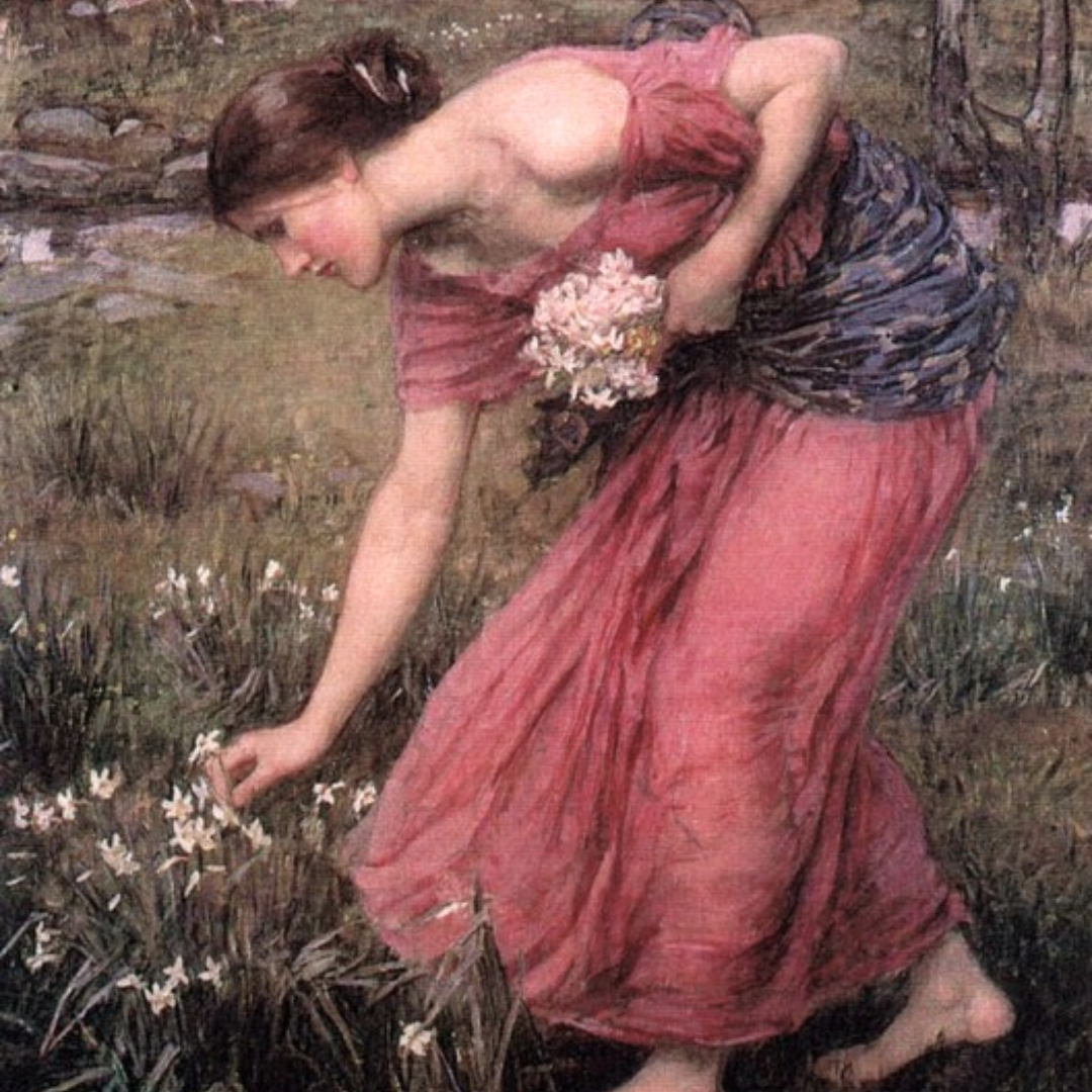 Narcissus Accord