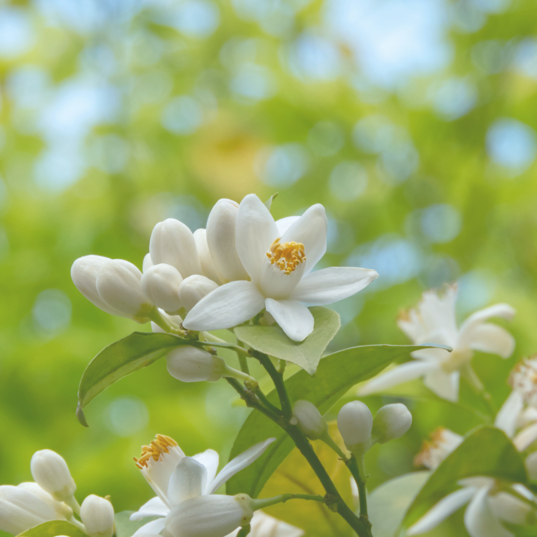 Neroli Essential Oil