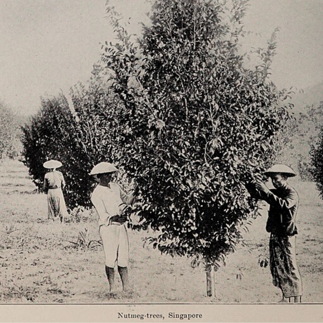 Nutmeg Essential Oil