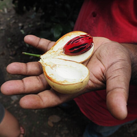 Nutmeg Essential Oil