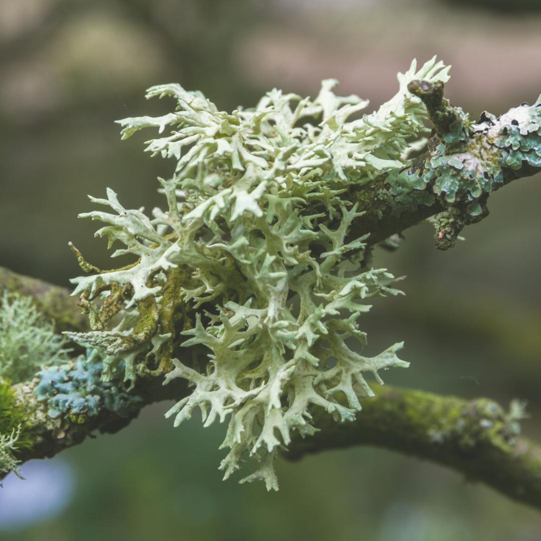 Oakmoss Absolute 25% Tincture