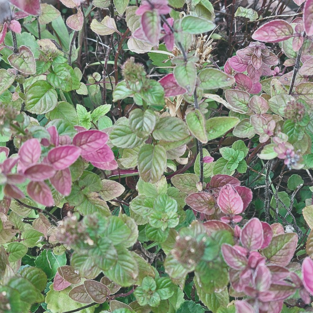 Oregano Essential Oil