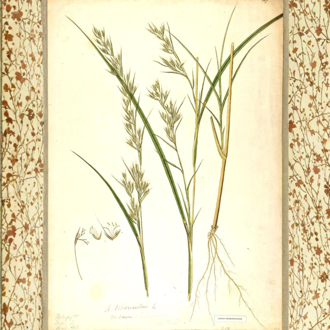 Palmarosa Essential Oil