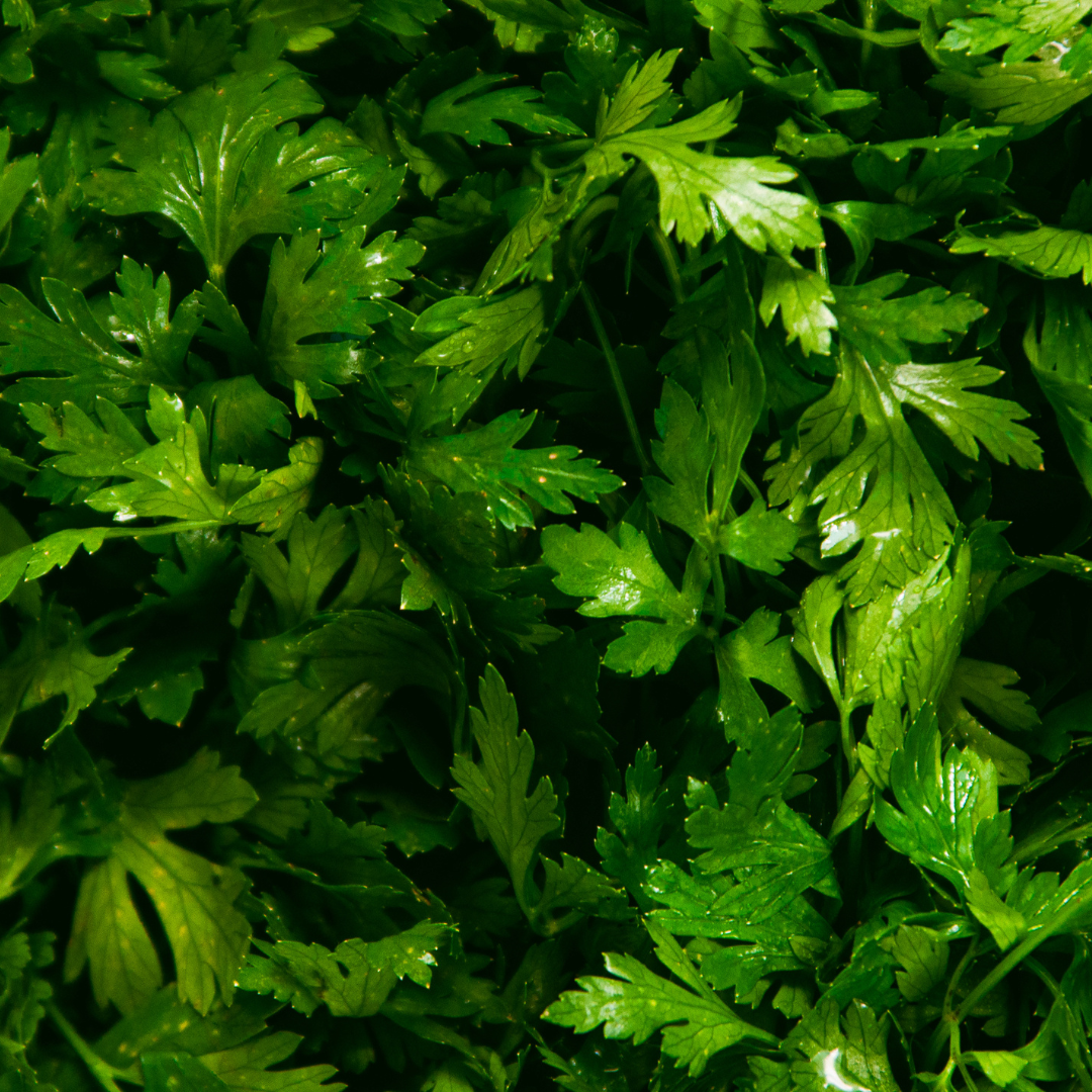 Parsley Essential Oil