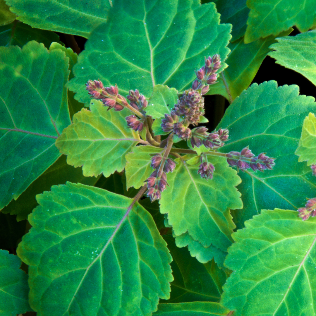 Patchouli leaves with purple veins on the plant