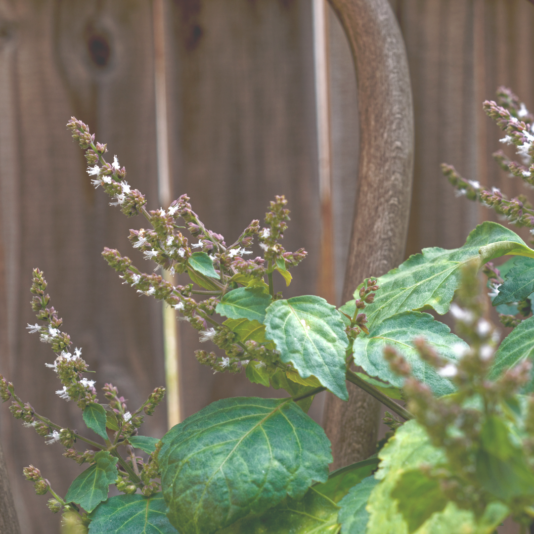 Patchouli Essential Oil (PA 65%)