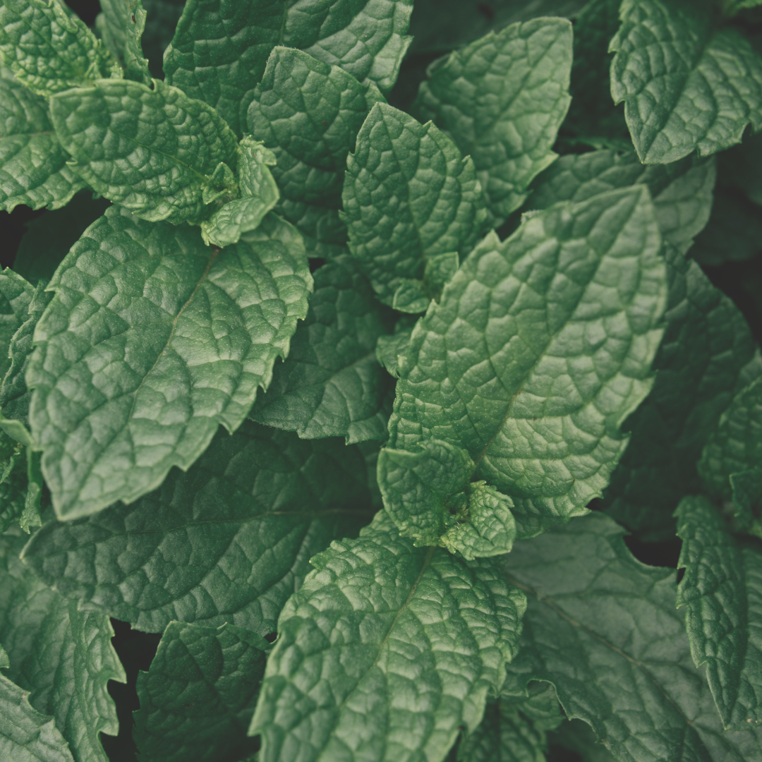 Peppermint, Black Mitchum Essential Oil