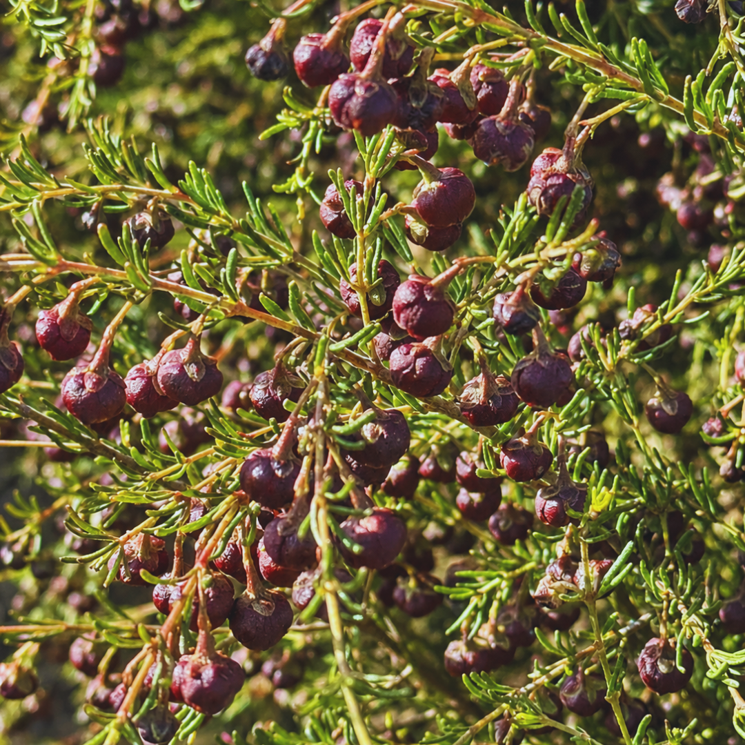 Purple boronia flowers growing among green foliage for Boronia Absolute