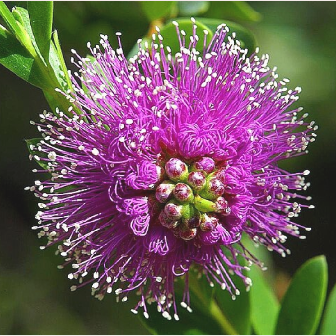 Purple pom-pom flower of the honey myrtle tree