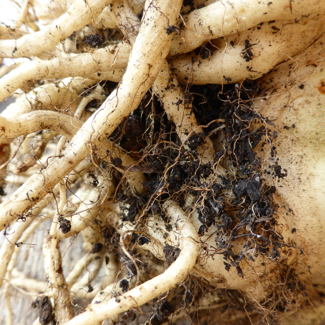 Raw Root Accord
